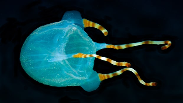 Bonaire Box Jellyfish