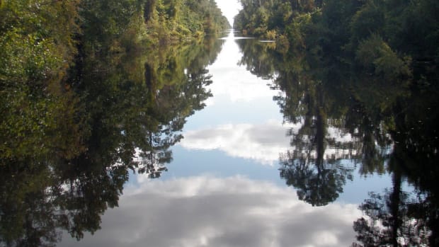 dismal swamp canal