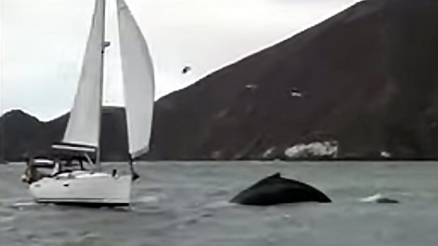 Sailboat Whale encounter