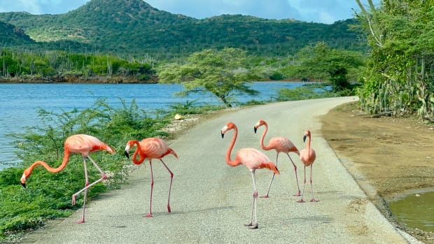 Image_D3_Flamingos