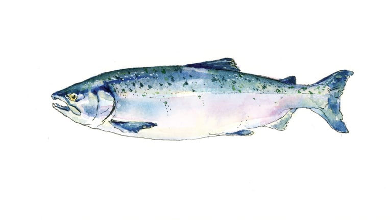 Pacific Salmon 101