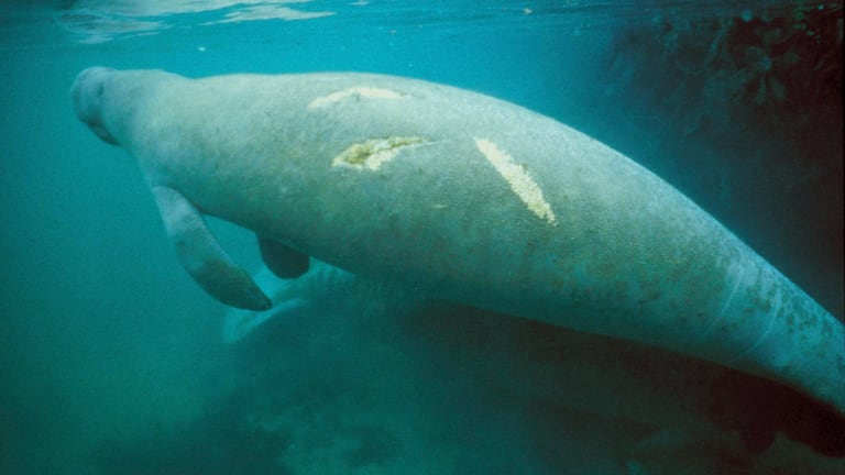 Slow Boats Bigger Threat to Manatees, Study Says (Video)