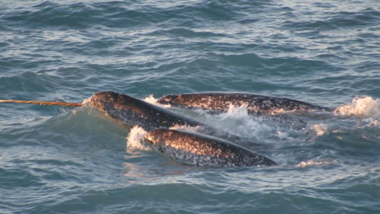 Inuit and Scientists Are Bringing Narwhals and the Melting Arctic Into Focus