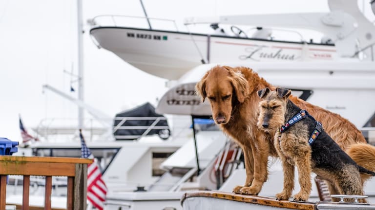 Dogs: On a Boat Size Matters (Funny Video)