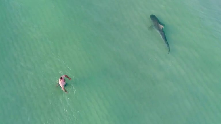 Drone Video of Shark Next to Swimmers: Was It Really a Tiger?