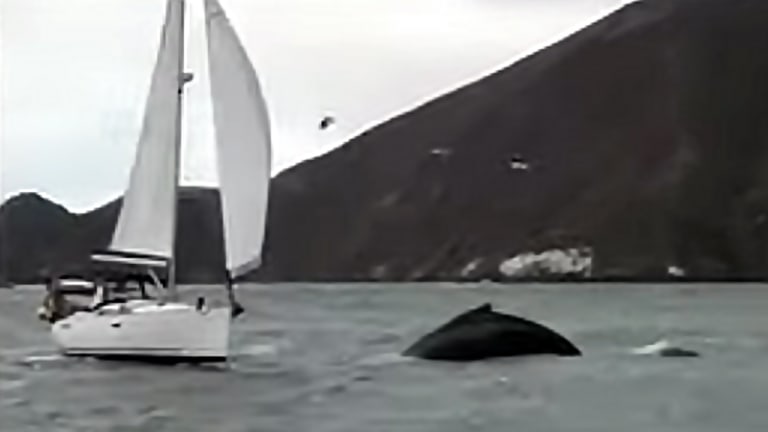 San Fran Sailors Nearly Hit Whale (Video)