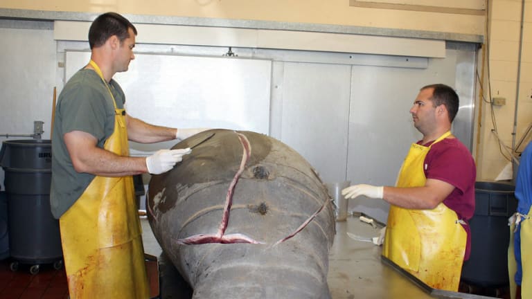 Good News/Bad News: More Manatees Than Ever, But Boats Are Killing More Too (Video)