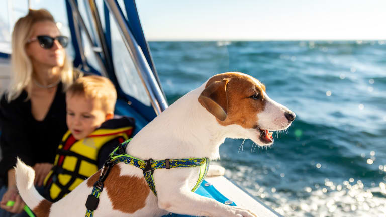 Cruising with Dogs (Podcast)