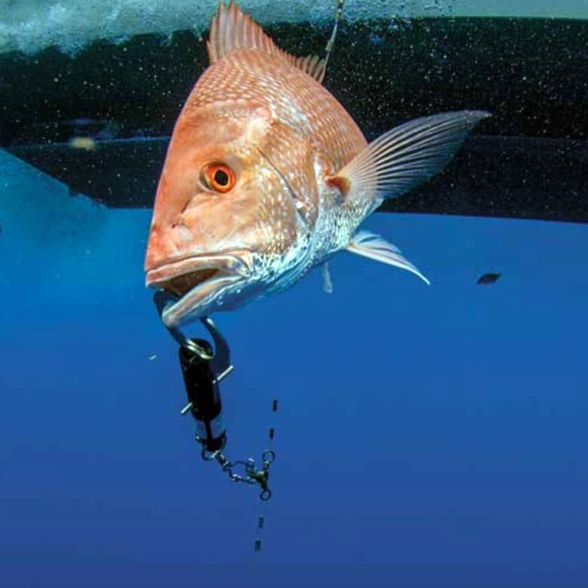 When to Vent or Descend Bottom Fish