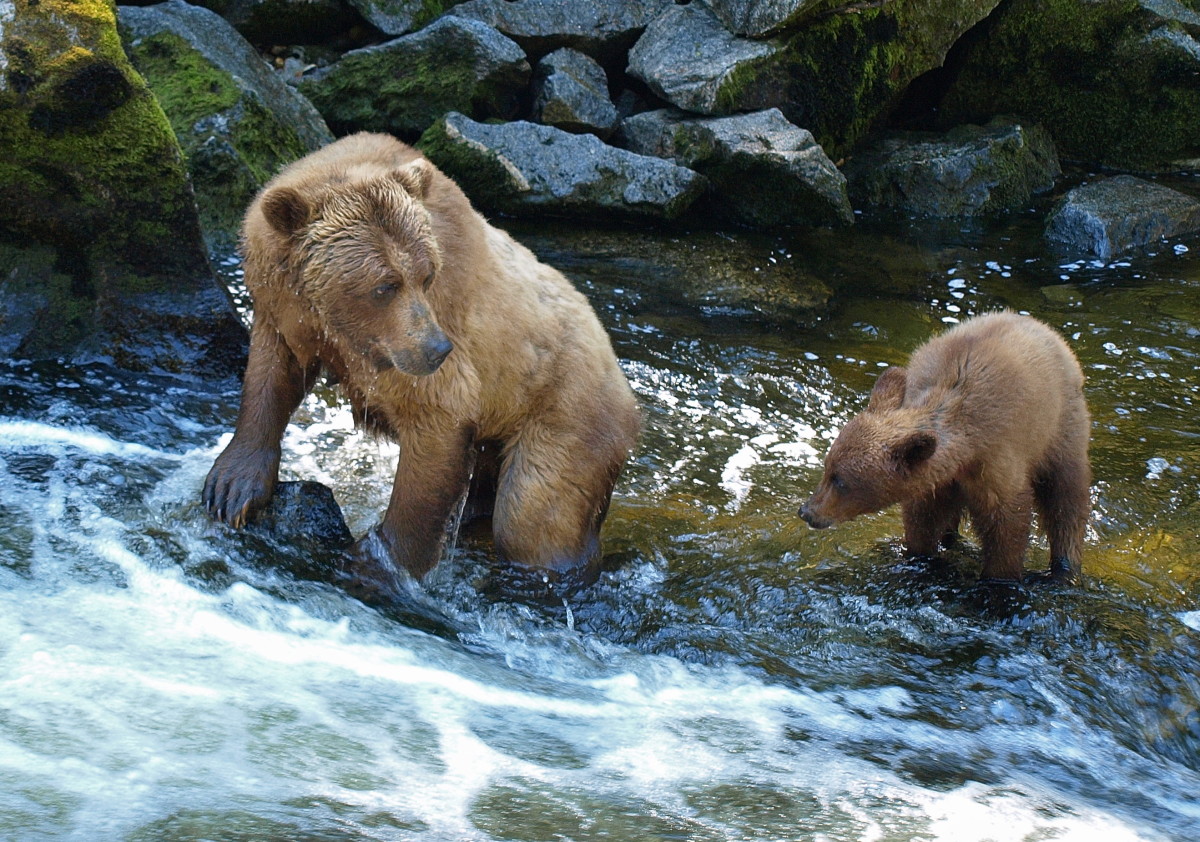  Mama bear gives fishing lessons