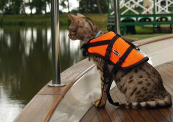 Pets Aboard And Now For Something Completely Different Plus