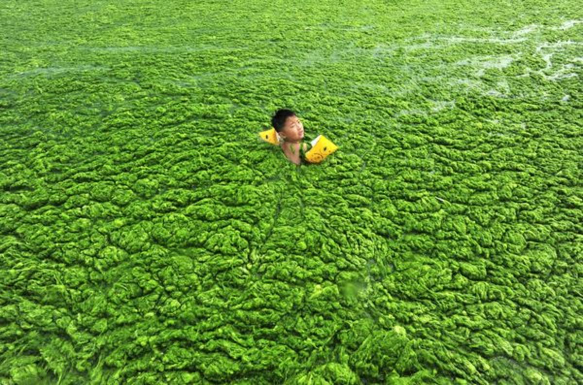 A boy swims in coastal waters during a summer algae bloom. (National Geographic)