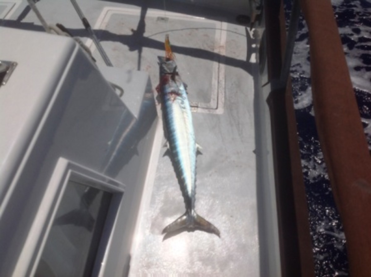 Our 48" Wahoo caught off of Hopetown.