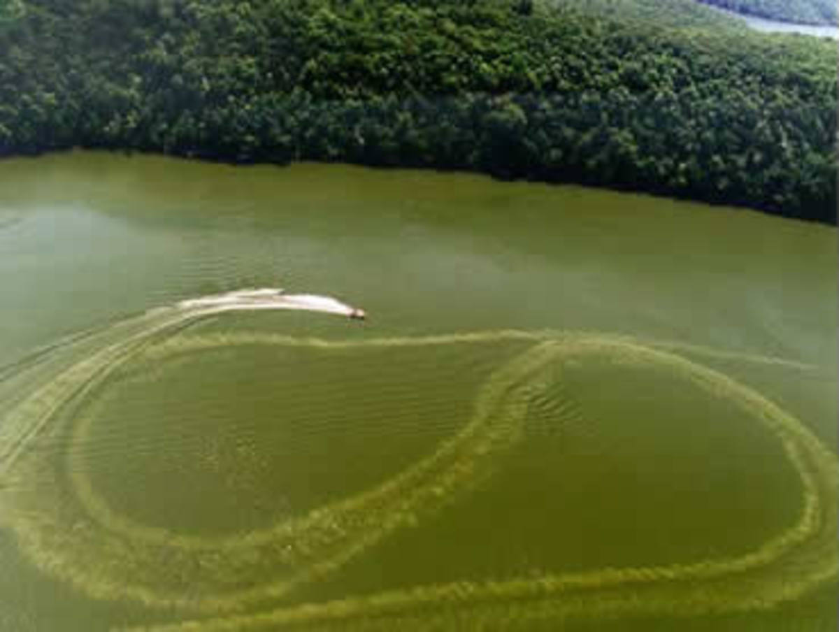 The conditions algae blooms create turn many people away from boating. (Carbondosing.com)