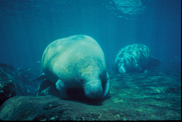 Groups Disagree Over Manatees' Endangered Status - PassageMaker