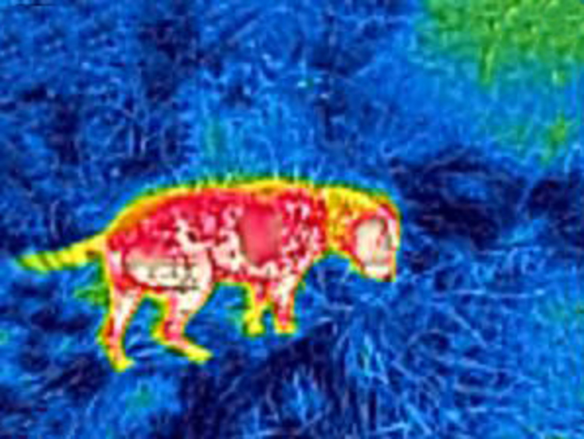  This is how a dog looks on a FLIR ONE as he roots in the dark.