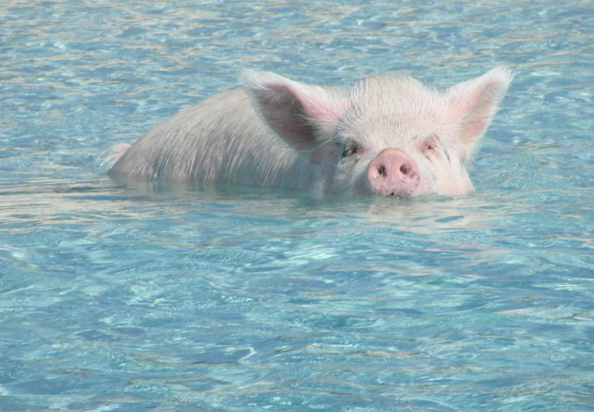 One of the Bahamas many novelties are the swimming pigs found at Pig's beach.