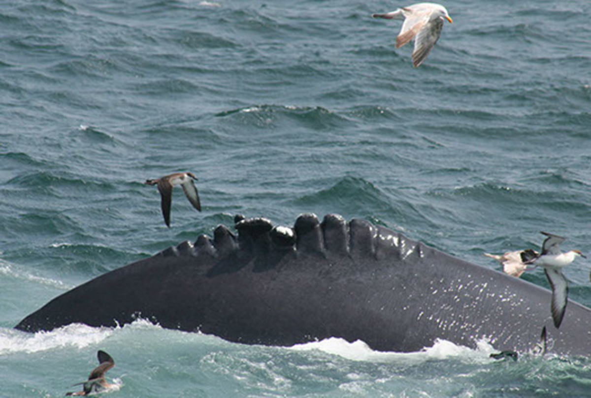 A humpback with scars from a boat propeller.