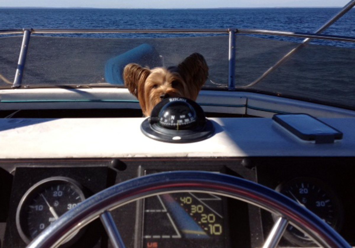 Yorkshire dog aboard