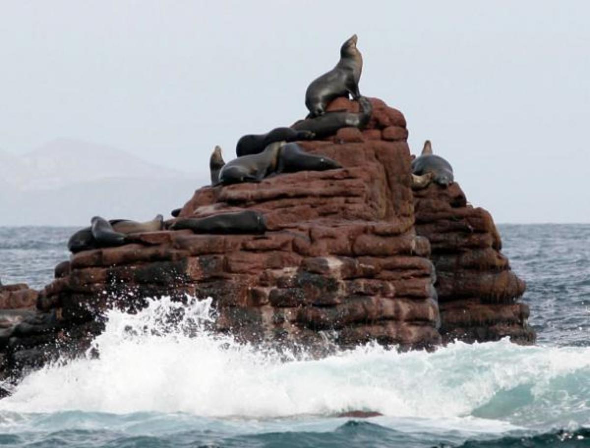 Sea lions can be agreeable swimming companions, if you dare.