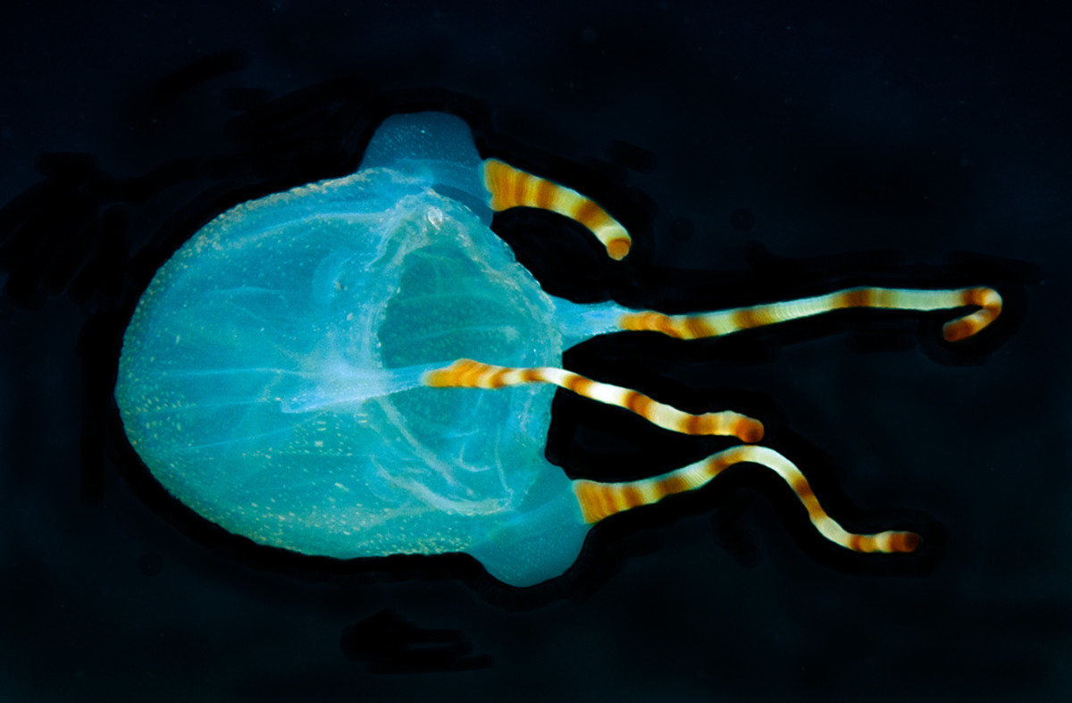 Bonaire Box Jellyfish