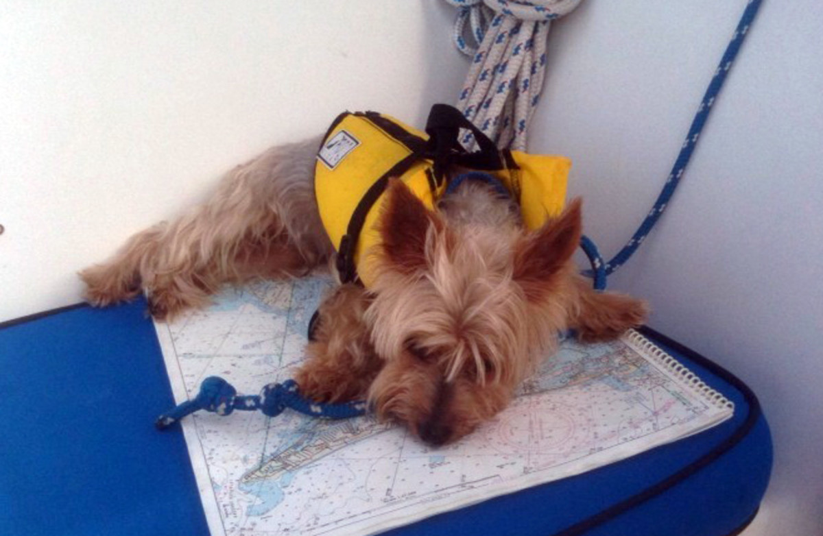 Yorkshire dog aboard 