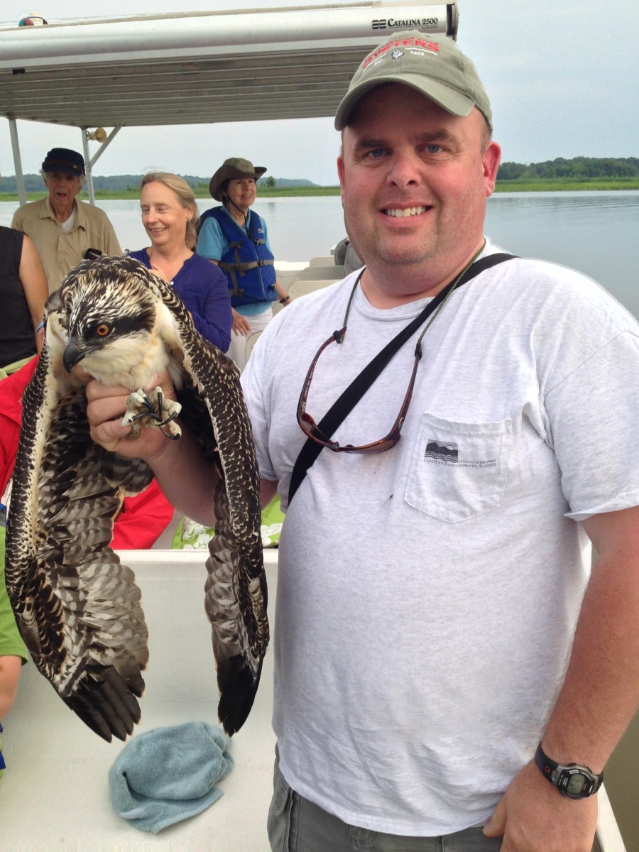  Your humble scribe with a juvenile osprey being banded for tracking purposes. (Photo courtesy of Gary Reich)
