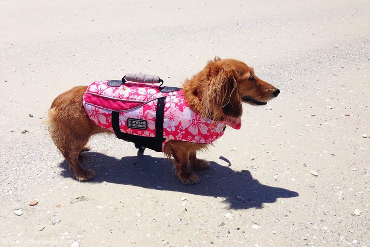 Sophie sports her lifejacket at the beach after a dinghy ride