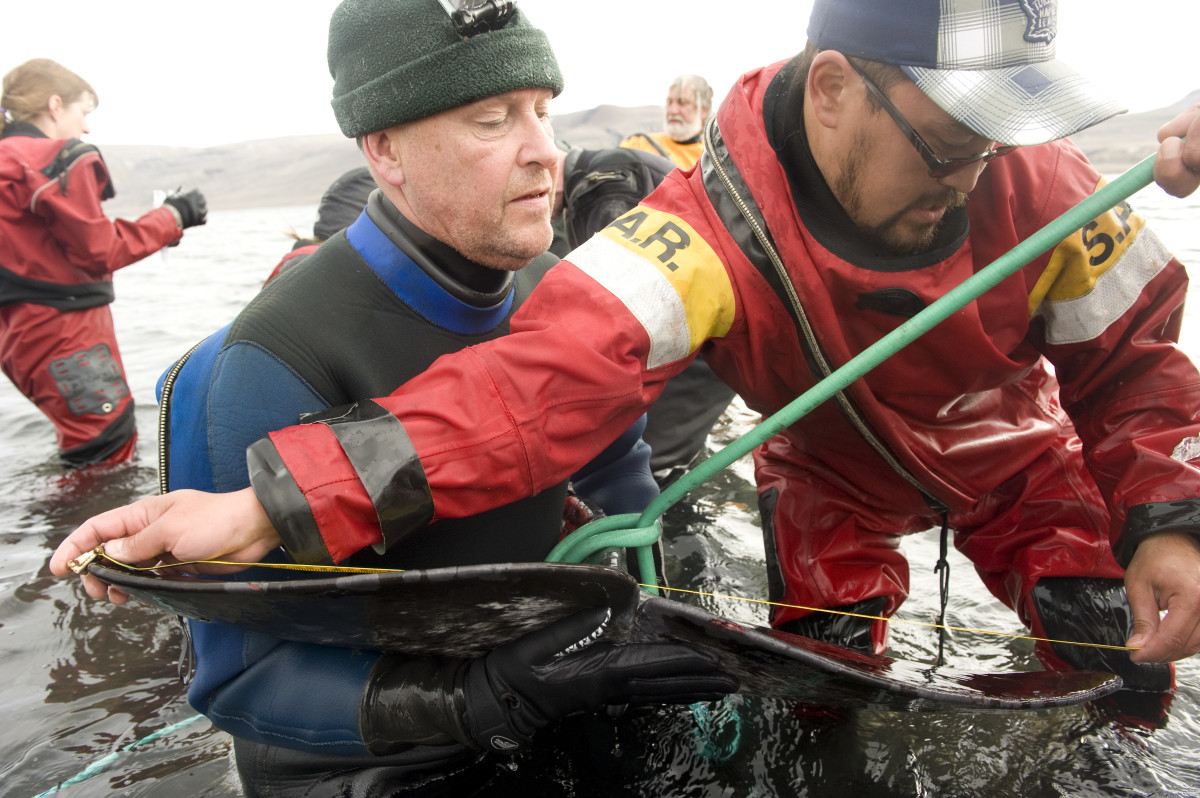 An Inuit hunter (foreground, in red) assists a scientist in holding a narwhal during a tagging effort led by Fisheries and Oceans Canada in Tremblay near Pond Inlet, Nunavut, Canada. Scientific study of the narwhal has historically been challenging due to its elusive icy habitat and the difficulties of conducting field research in the harsh Arctic environment. The Inuit, however, have developed extensive knowledge of these animals over several thousand years through their deep cultural, artistic, spiritual and subsistence relationships with the narwhal. Scientists are expanding their knowledge of narwhal anatomy, physiology, behavior and the Arctic environment by collaborating with local Inuit communities and drawing on traditional knowledge to complement their research.Isabelle Groc, Narwhal Tusk Research