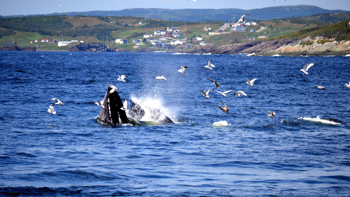 Whales often feed close to shore.