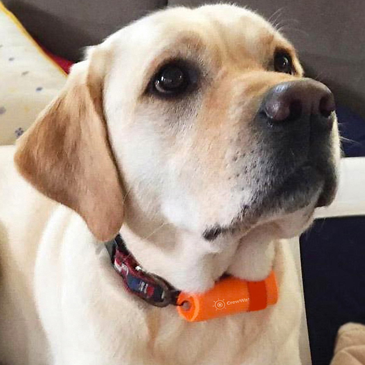 These beacons can even attach to your dogs collar of your pooch.