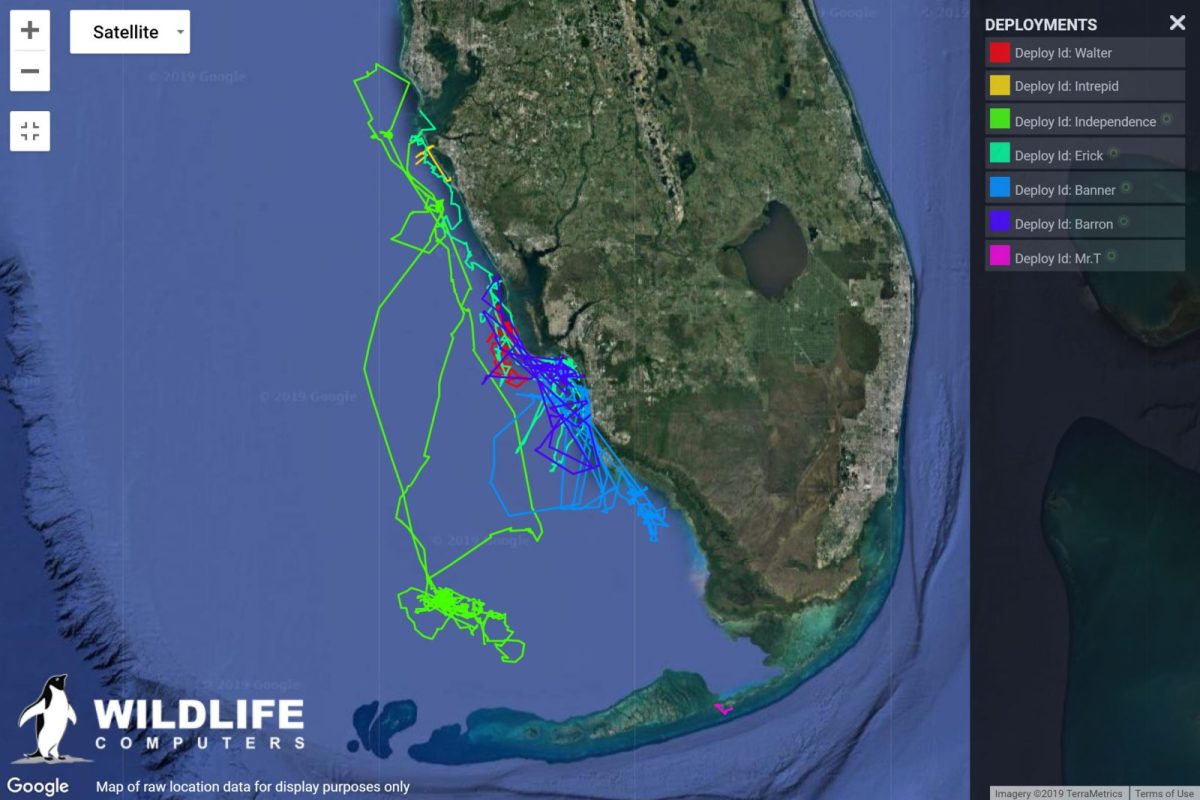 Mote Marine Laboratory is tracking Mr T and many of his kin.