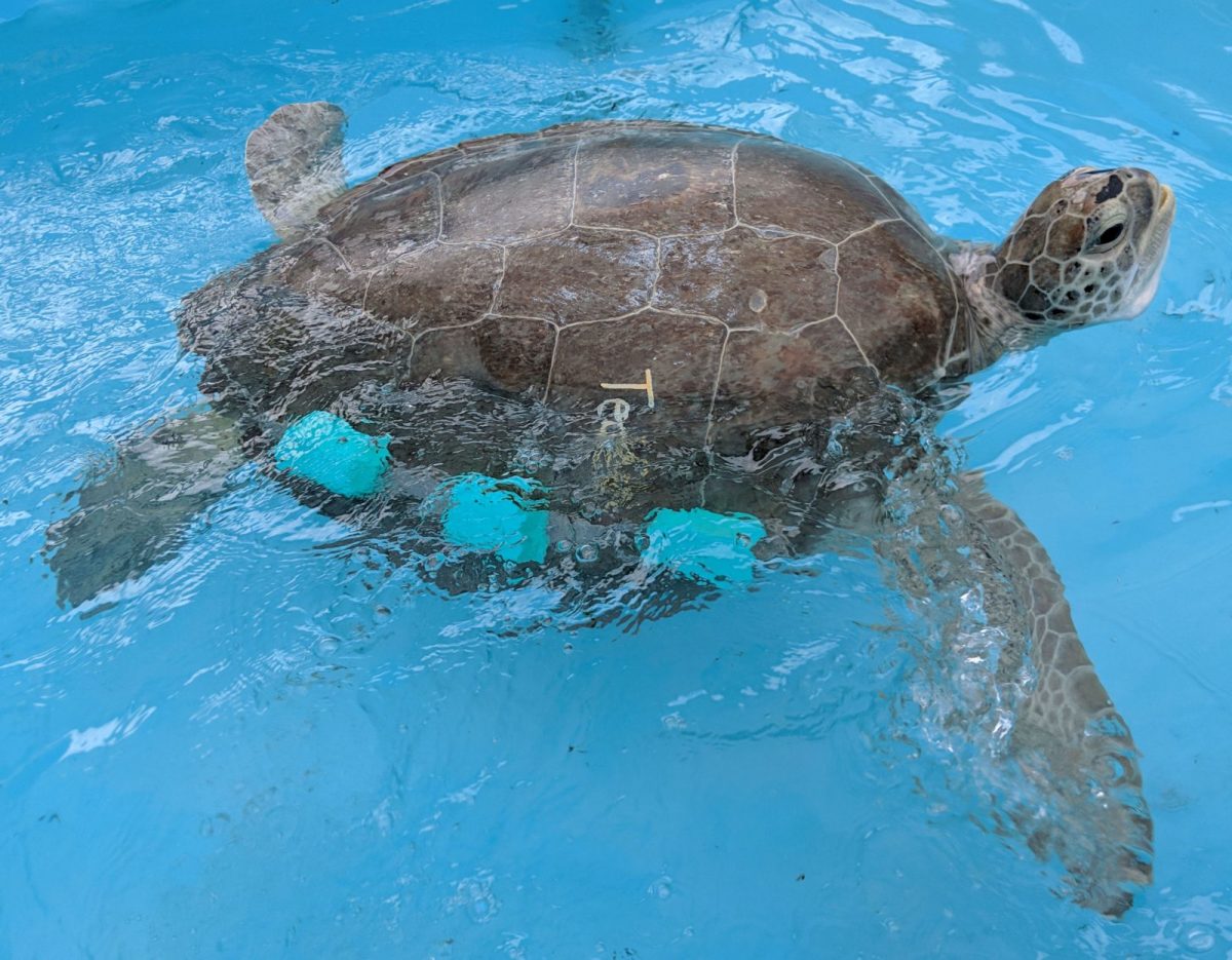 Instead of a cane, this loggerhead needed a little extra starboard flotation during recovery.