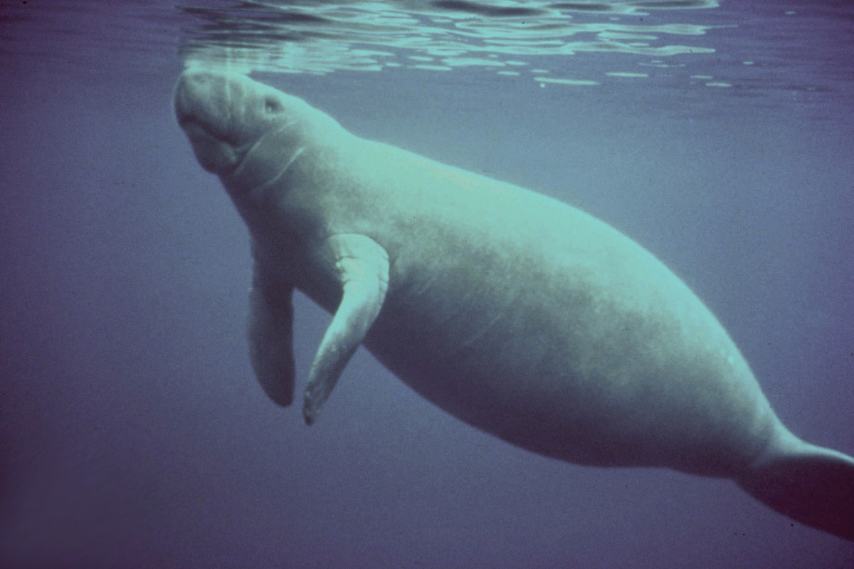 The West Indian manatee.