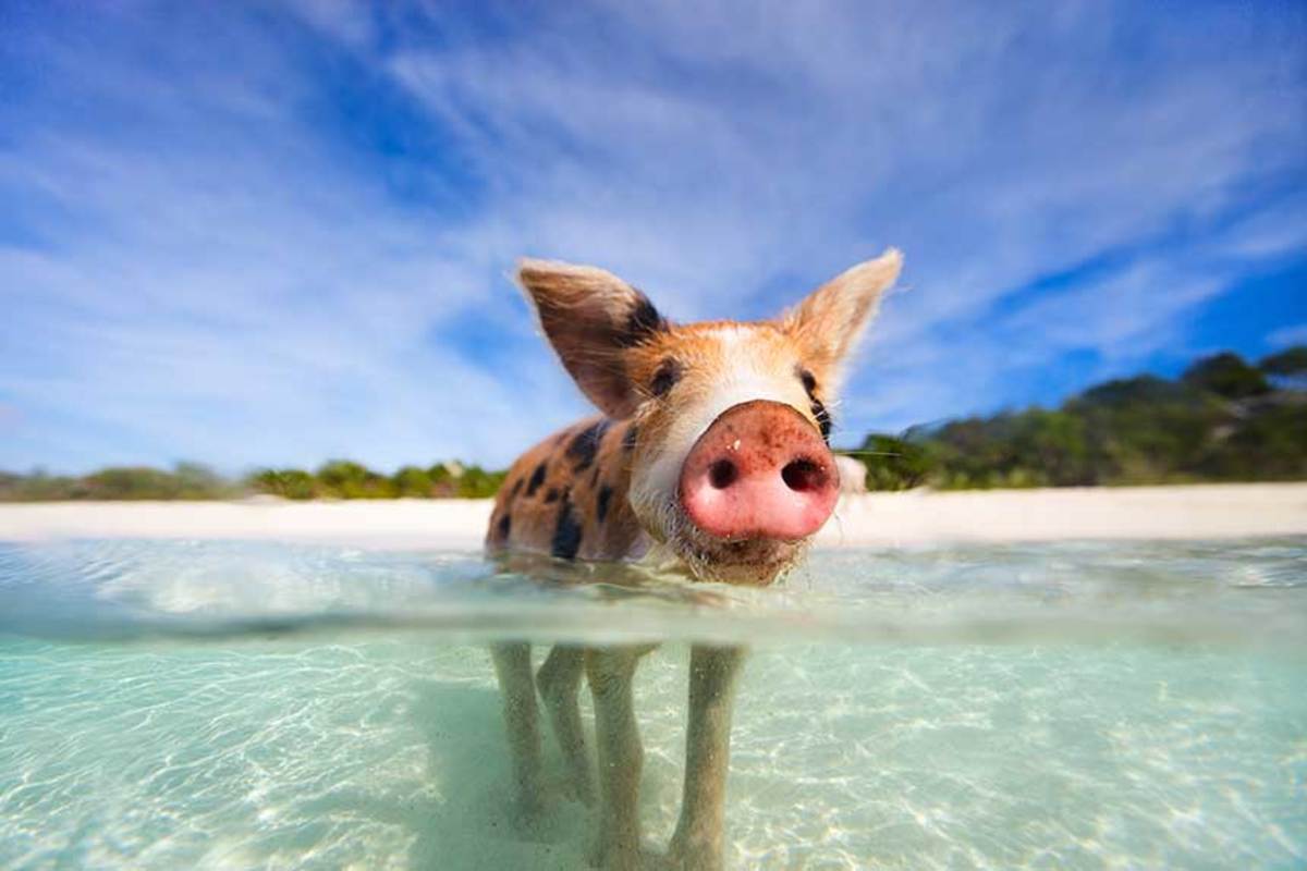 One of the Bahamas' famous swimming pigs. 