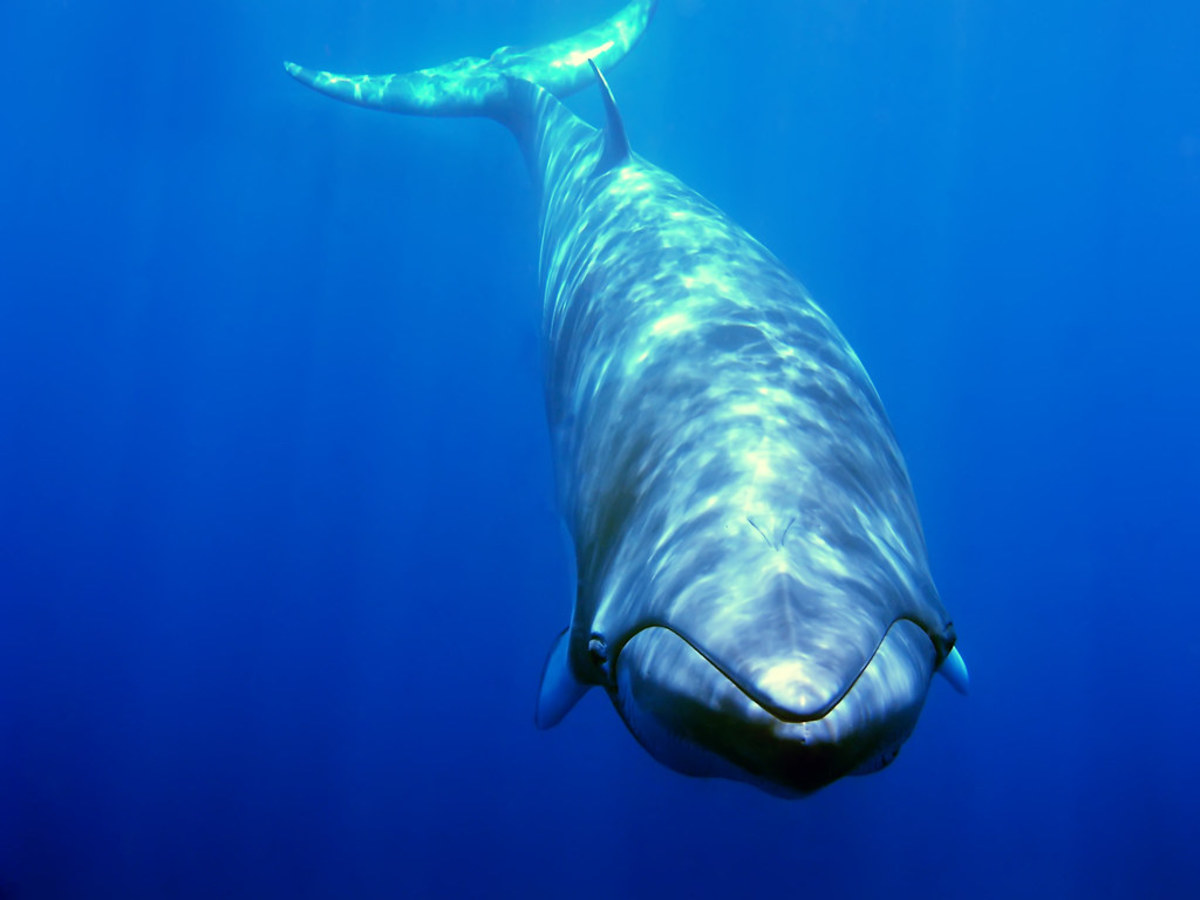 According to the World Wildlife Federation, we are more likely to see minke whales (Balaenoptera acutorostrata) at close quarters than other baleen whales because they are notoriously inquisitive and often approach boats.