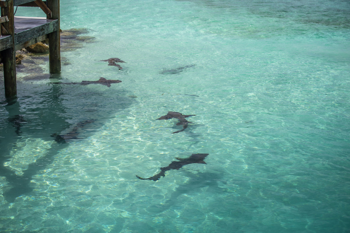  Reef sharks waiting for their next meal as the day’s fresh catch is gutted and cleaned at the marina in Highbourne Cay.