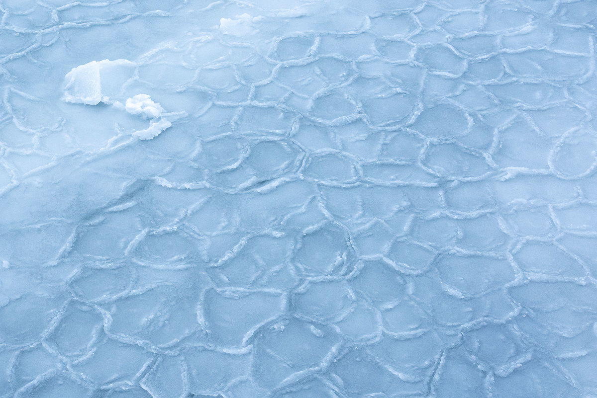 These discs of ice, aptly named pancake ice, are formed as waves jostle pieces of ice into each other, rounding their edges. The ice looked different every day.