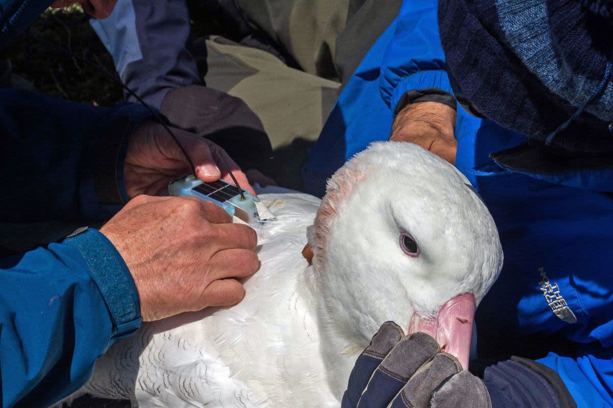 Seabirds fitted with radar detectors are helping to pinpoint vessels that turn off their transponders.