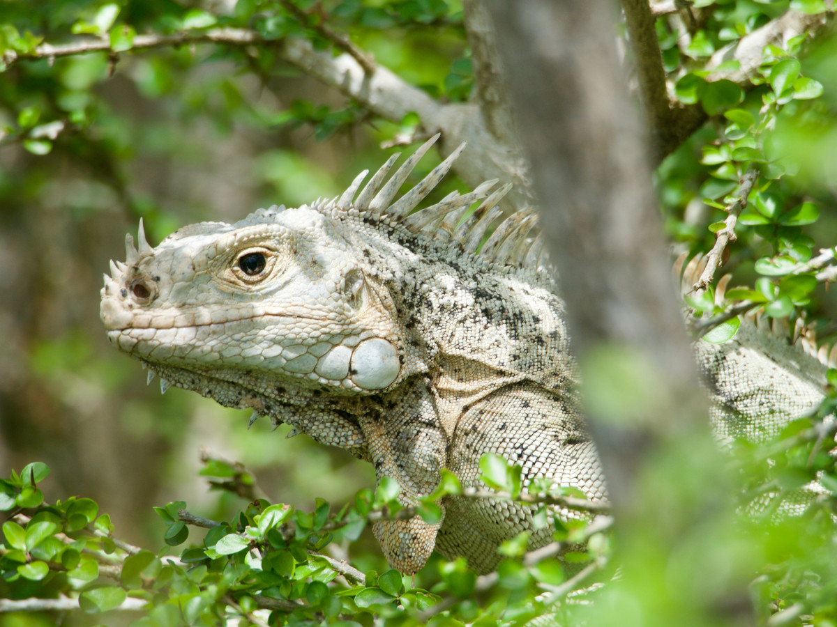 A Tobago Cay iguana, endemic to the island chain, spotted in the bush on Baradal.