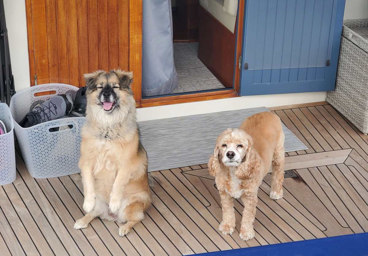 The canine crew of Belle have their own “dog run” on the port deck.