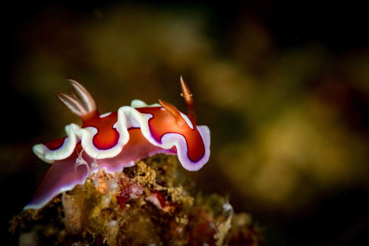 Nudibranchs are a widespread and successful group of marine Gastropod molluscs. This one was photographed at the Manila Channel dive site off Puerto Galera.
