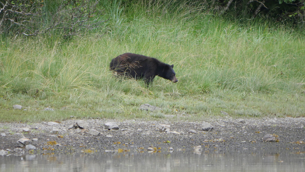 A black bear explores Prince of Wales island. 