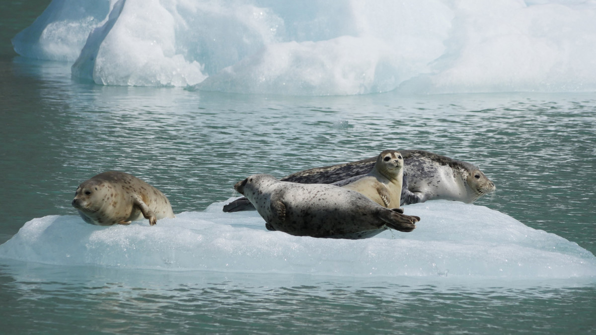 Seals lounge on ice floes in Endicott Arm. 